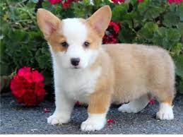 Pembroke Welsh Corgi Puppies For Sale Douglasville Ga 285024 Corgi Puppies For Sale Welsh Corgi Puppies Pembroke Welsh Corgi Puppies