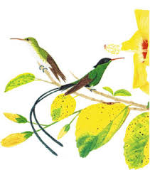 Maybe you would like to learn more about one of these? Jamaica Gleaner Pieces Of The Past Colourful Characters Jamaica S Birds