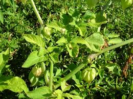 Image result for Physalis lagascae