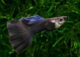 Mustafa Cevik Adli Kullanicinin Akvaryum Sus Baligi Lepistes Fish Tank Guppy Panosundaki Pin Lepistes Akvaryumlar Balik