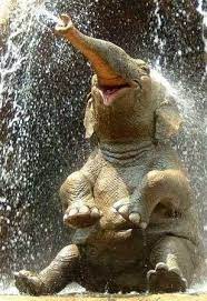 The 25 Happiest Animals In The World Happy Animals Smiling Animals Elephant Pictures