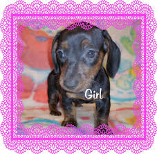 The dachshund is a generally healthy dog breed. Dachshund Puppies For Sale Saginaw Mi 68772 Petzlover