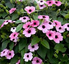 Pin On Window Boxes
