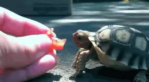Cute, animal, tiny, turtle, eating, strawberry. Having A Bad Week Here Are 6 Tiny Turtles And Tortoises Eating Things Album On Imgur