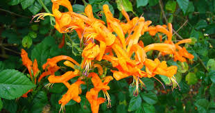 Image result for Rhigozum zambesiacum