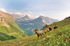 Find the perfect glacier national park stock photos and editorial news pictures from getty images. Permits To Park One Way Hiking On Highline Trail Just Some Of Changes That Could Be Coming To Glacier National Park Hungry Horse News