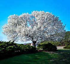 Flowering dogwood (cornus florida) is a deciduous tree that grows up to 40 feet tall. White Dogwood For Sale Online The Tree Center