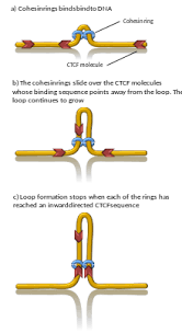Topologically Associating Domain Wikipedia
