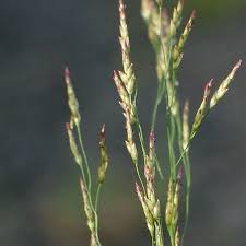 Image result for Eragrostis pilosa