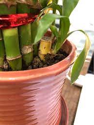 Check spelling or type a new query. Lucky Bamboo Stems Turning Yellow After I Transferred The Plants In Soil Gardening Landscaping Stack Exchange