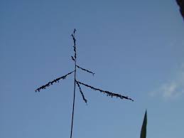 Image result for Digitaria abyssinica