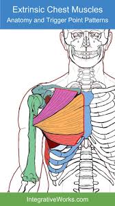 Anatomy chart courtesy of fcit. Anatomy Of Chest Muscles Anatomy Drawing Diagram