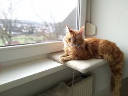 They will offer you hours of enjoyment with their antics but can at times be intrusive. Caring For Maine Coon Cat In Germany Or Anywhere Else