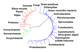 Archaea Wikipedia The Free Encyclopedia Phylogenetic Tree Evolutionary Psychology Taxonomy Biology