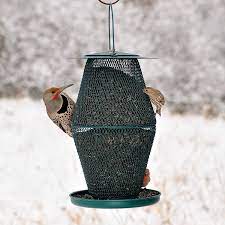 Amazon Com No No Forest Green Lantern Bird Feeder Gl00323 Pet Bird Feeders Patio Lawn Garden Bird Feeders Wild Bird Feeders Wild Birds