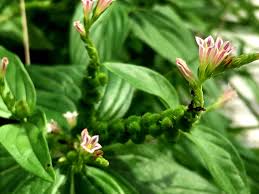 Image result for Spigelia anthelmia