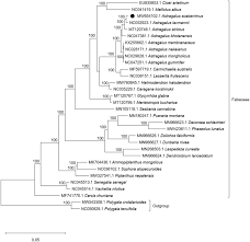 Image result for Polygala melilotoides