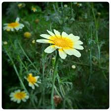 Image result for Glebionis carinata `German Flag`