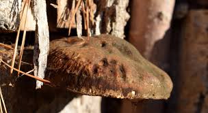 Pilze An Obstbaumen Im Garten Der Einsatz Von Kupfer Und Schwefelpraparaten Gartenbob De Der Garten Ratgeber