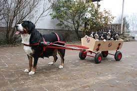 The bernese mountain dog (german: Greater Swiss Mountain Dog Pulling Her Pups In A Wagon Big Dogs Funny Dog Pictures Cute Animals