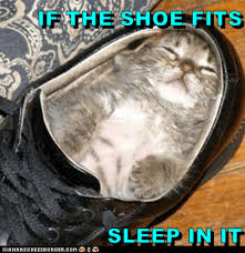 Austin powers shoe 1k images. If The Shoe Fits Sleep In It Lolcats Lol Cat Memes Funny Cats Funny Cat Pictures With Words On Them Funny Pictures Lol Cat Memes Lol Cats