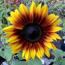 Pin On Marge Sunflowers And Sunny Things