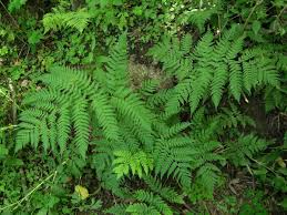 Image result for Dryopteris kilemensis
