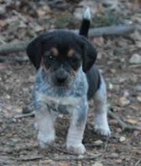 Bfp rescues special needs animals, and a majority of these times, the rescues are confidential, especially when we rescue from an animal testing facility. Beagle Puppies For Sale In Shenandoah Virginia Classified Americanlisted Com