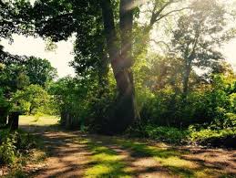 Romantisches Backhaus Am Waldrand Haarstorf In 2020 Ferien Torf Waldrand