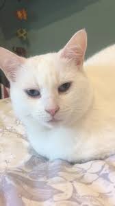 Does anyone else’s cat snore !!??