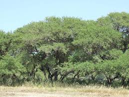 Image result for Faidherbia albida