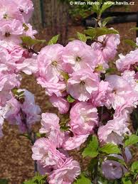 Image result for mandloň trojlaločná