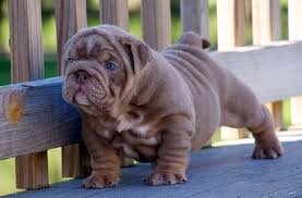 Breeder referral members are highly respected members of the bulldog club of america. Darr S Bullies Rare Exotic English Bulldog Pups Breeding Ohio