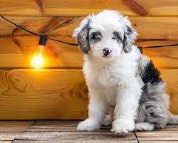 They are sometimes called einstein dogs for their smarts and velcro dogs for their loyalty. Pin On Aussiedoodle