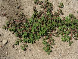 Image result for Euphorbia serratifolia