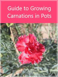 Growing Carnations In Pots Guide Growing Carnations Carnation Plants Fragrant Flowers