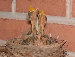 Image result for Robin Egg Blue 1983 Hussmann