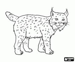 Felines Coloring Pages Printable Games 2 Pictures of mammals, including pronghorn, meerkats, lions, koalas, hippopotamuses, japanese skin color can vary depending on the mud in which the black rhino wallows. felines coloring pages printable games 2