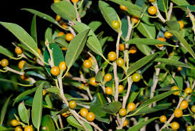 Image result for Ficus obliqua