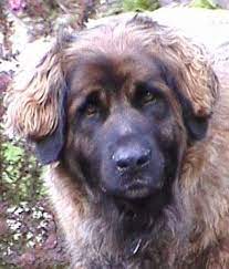 5 Large Dog Breeds That Don T Drool Much Pethelpful