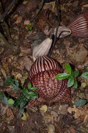 Image result for Aristolochia heppii