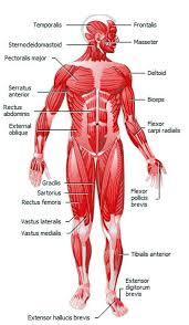 Muscular Anatomy Learn What Muscles You Use When You Exercise Human Muscular System Muscle Anatomy Body Anatomy