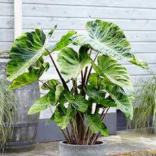 An elephant's ear plant ready to blossom!! Marsh Plants Archives Page 7 Of 8 Pondtrends