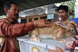 Pos tentang progam hamil yang ditulis oleh nengsyera. Pakan Kelinci Fermentasi Buatan Mahasiswa Ampuh Untuk Penggemukan Antara Jateng