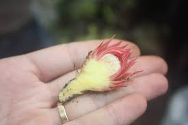 Image result for Thonningia