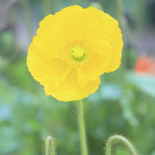 The Secret Meanings Behind Your 30 Favorite Flowers Poppy Flower Meaning Flower Meanings Flowers