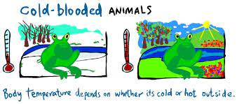 As a whole there are around 90 known species of cetacea in existence today. Kid S Corner Warm Blooded And Cold Blooded