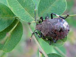 At bain, we're always happy to offer free consultation. Bugs Stink Up Australia S Maritime And Landside Supply Chains Freightwaves