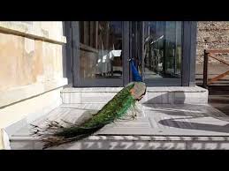 Tavus Kusu Borsa Kandilli Adile Sultan Peacock Youtube Tavus Kusu Sultan Kusu