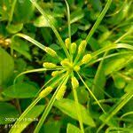 Image result for Cyperus alopecuroides